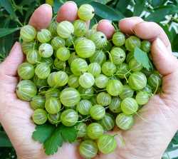 gooseberries1-250.jpg