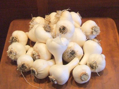 garlic.JPG