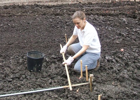 planting.JPG